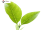 Brownish Powder 45% Polyphenols Green Tea Leaf Extract