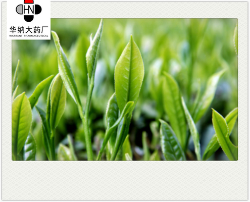 Theobromine  0.3%-1.2%（HPLC）  Green Tea Extract  GMP/DML/Registered in Korea，Pharmaceutical grade