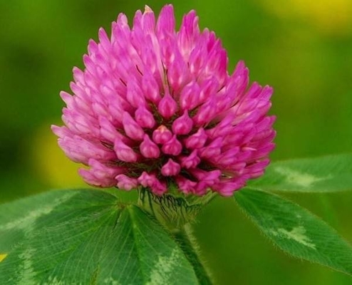 Anti Aging 40% Isoflavones Red Clover Leaf Extract