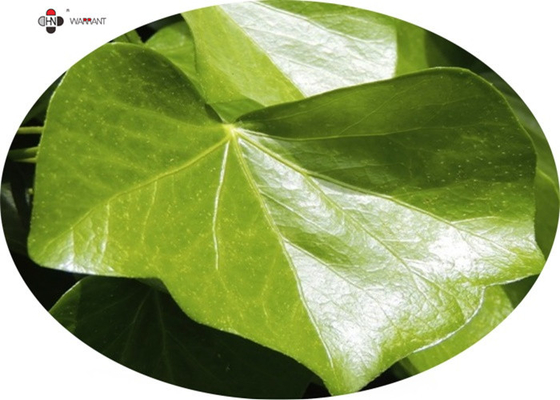 20 %-30% Hederagenin  Ivy Leaf Extract Brown Powder