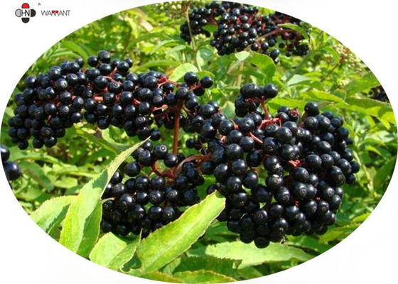 1% Anthocyanidin Antioxidant Sambucus Elderberry Extract