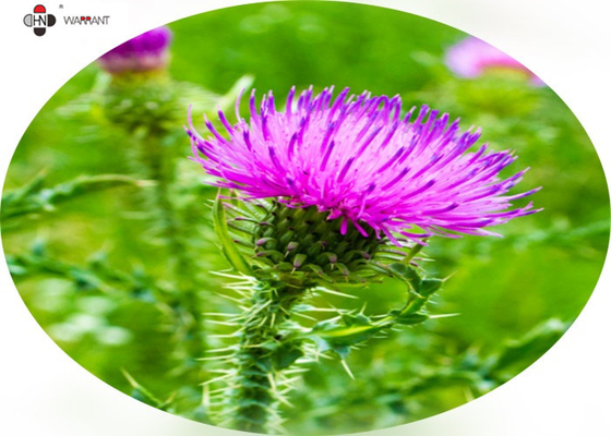 Brown Powder 60% Silymarin Milk Thistle Extract