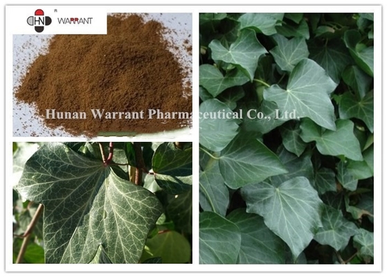 Ivy Leaf Extract （Hedera helix) 10% Hederacoside C  Brown Yellow Powder  GMP nature International registration