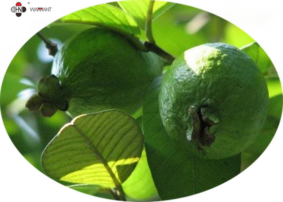 Fine Powder Anti Radiation Guava Fruit Extract