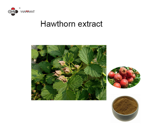 GMP Herb Extract Powder Hawthorn fruit Extract  TLC4:1、 10:1