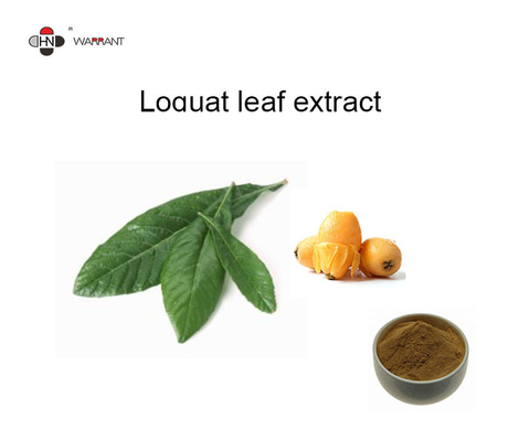 White Organic Loquat Leaf Extract 98% Ursolic Acid Powder Food Grade