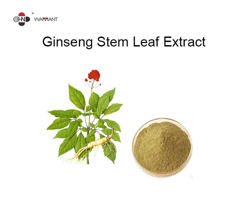 Ginsenosides 80% Herb Extract Powder Ginseng Leaf Extract 90045-36-6