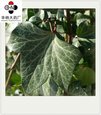 CAS 14216-03-6 Ivy Leaf Extract Hederagenin 30% HPLC GMP Approved Korea Registration license
