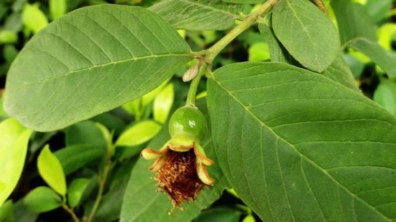 Guava Leaf  Extract Powder Tannins 0.75%，Flavonoids30% GMP  nature product DML