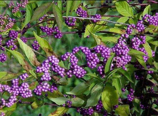 Skin Diseases Treatment 5% Acteoside  HPLC CALLICARPA  Extract DML、GMP