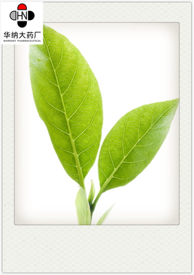 Catechols 80%（HPLC）/polyphenol 95%（UV）  Green Tea Extract  GMP/DML/Registered in Korea，Pharmaceutical grade