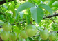 4% Total flavones  Passionflower  Extract（Passiflora incarnata）  GMP/DML
