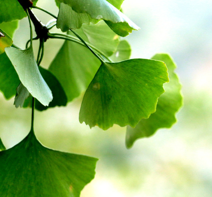 30% Flavonoids HPLC  Ginkgo Biloba Extract (GBE)
