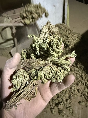 6% Amentoflavone Standardized Herbal Extracts
