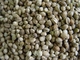 Hemp Seed Herb Extract Powder