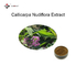 24% Flavones Callicarpa Nudiflora Organic Herbal Extracts