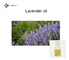 Wholesale China made Lavender Oil