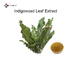 Antibacterial 98% Indigowoad Pure Herbal Extracts