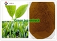 Anti Wrinkle 98% Polyphenols Camellia Sinensis Leaf Powder