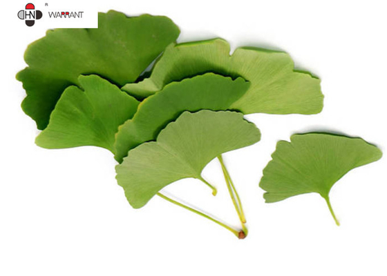 EP 8.0/EP ，USP ，CP  ，24%/6%，24% Ginkgo Biloba Extract（GBE）powder