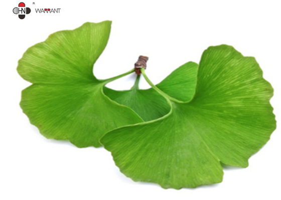 EP 8.0/EP ，USP ，CP  ，24%/6%，24% Ginkgo Biloba Extract（GBE）powder