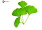 24% Flavonoids Water Soluble Ginkgo Biloba Extract