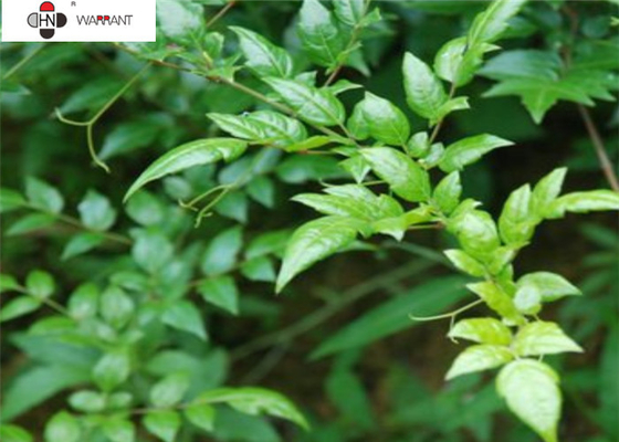 98% Dihydromyricetin CAS 27200 12 0 Vine Tea Extract