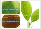 95% Polyphenols Antihyperlipidemic Green Tea Leaf Extract