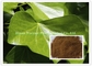 Brown Powder 20% Hederacoside Ivy Leaves Dry Extract Korea Registration license