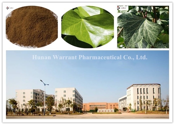 Brown Powder Hedera helix  Extract 20% Hederacoside Ivy leaf Dry Extract Korea Registration license