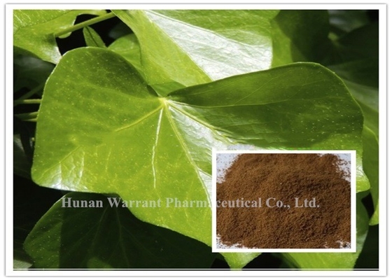 Hedera helix Extract Antifungal Hederacoside C Ivy Extract Korea Registration license