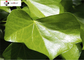10% Hederacoside C CAS 14216 03 6 Ivy Leaf Extract GMP