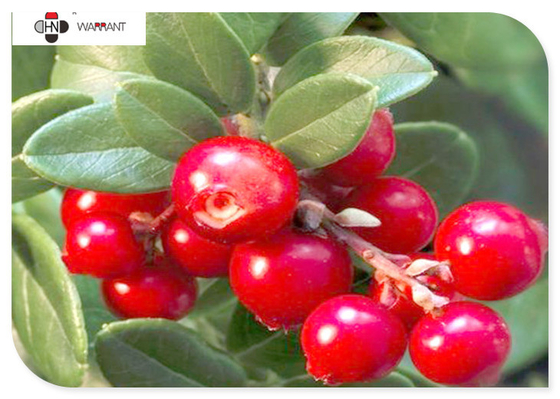 GMP 25% Proanthocyanidins Cranberry Extract Powder