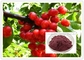 Purple Red Powder 25% Proanthocyanidins Cranberry Fruit Extract