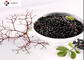 25% Anthocyanins CAS 84603 58 7 Elderberry Extract For Colds