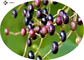 CAS 84603 58 7 Anthocyanins Elderberry Fruit Extract
