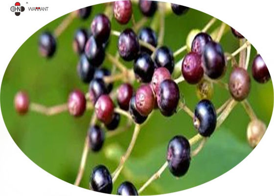 GMP Anti Aging Water Soluble Pure Elderberry Extract