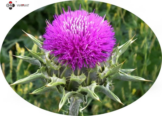 Brown Powder 60% Silymarin Milk Thistle Extract