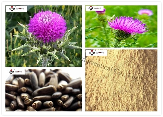 Antioxidant Brown Yellow Powder Milk Thistle Extract