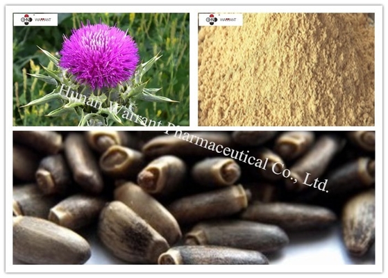 Medical Grade 80% Silymarin   UV/HPLC Milk Thistle Extract