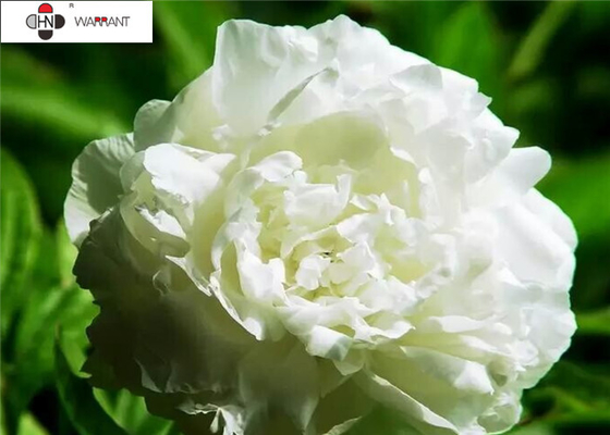 40%-50% Paeoniflorin   Paeonia Lactiflora Extract