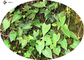 Anti Hyperlipidemic Polygoni Mulitiflori Herb Extract Powder