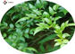 Antitumor Vine Tea Botanical Herbal Extract