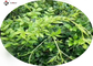 Ethanol Soluble 90% Dihydromyricetin Vine Leaf Extract
