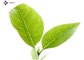 CAS 84650 60 2 20% Polyphenols Green Tea Leaf Extract