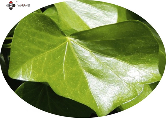 Hedera helix 20% Hederagenin  CAS 14216 03 6 Ivy Leaf Extract For Dry Cough Korea Registration license