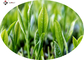 20% Polyphenols Green Tea Leaf Extract