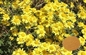 Antivirus Chrysanthemum Flower Extract Powder Polysaccharides Active Ingredients