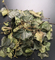 HPLC 15% Hederacoside C Ivy Leaf Extract GMP  nature powder  European raw material