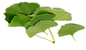 90045-36-6 Ginkgo Biloba Leaf Extract Powder Solvent Extraction Type